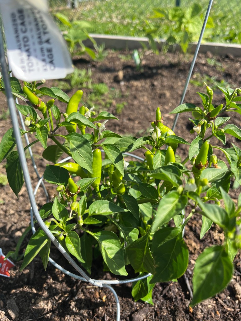 close-up image of a chili pepper plant with several peppers budding